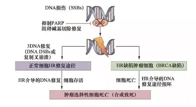 美國治療乳腺癌