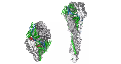 F蛋白的兩種不同構(gòu)象