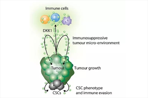 DKK1可促進(jìn)腫瘤生長(zhǎng)