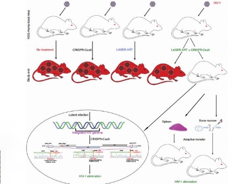 初次在活動物的基因組中消除了可復(fù)制的HIV-1 DNA