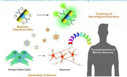 新型納米技能能增強(qiáng)對(duì)干細(xì)胞移植的研究