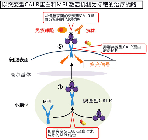 日本研究人員發(fā)現(xiàn)骨髓增殖性腫瘤的癌變機(jī)制，新治療方法有望出現(xiàn)！