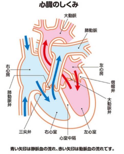 先天性主動(dòng)脈瓣狹窄手術(shù)治療方法—瓣膜成形術(shù)