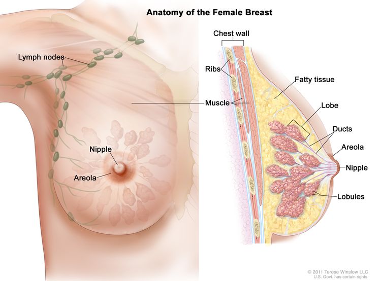 女性乳房剖面圖