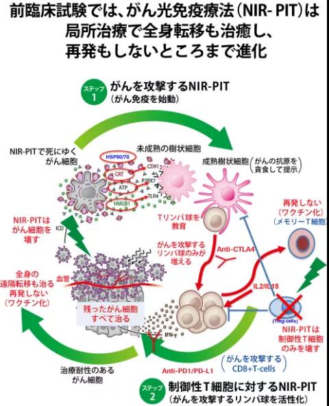 日本光免疫治療