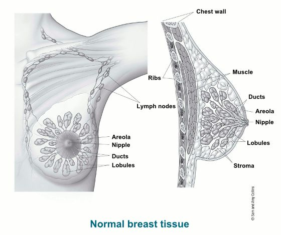 乳腺癌內(nèi)分泌治療